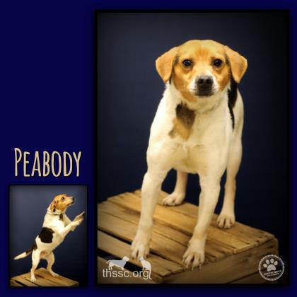 Peabody