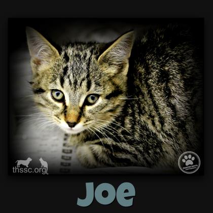 Joe