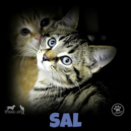 Sal