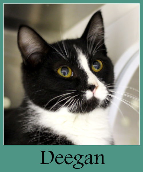 Deegan
