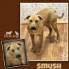 Smush
