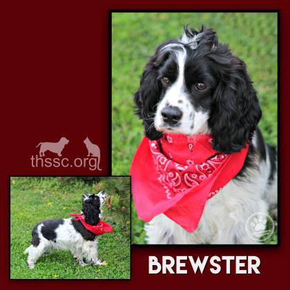 Brewster