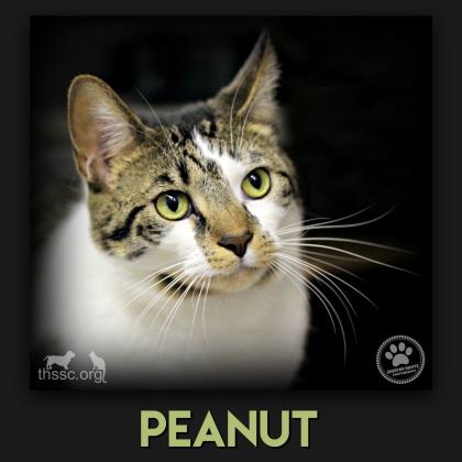 Peanut