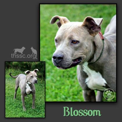 Blossom
