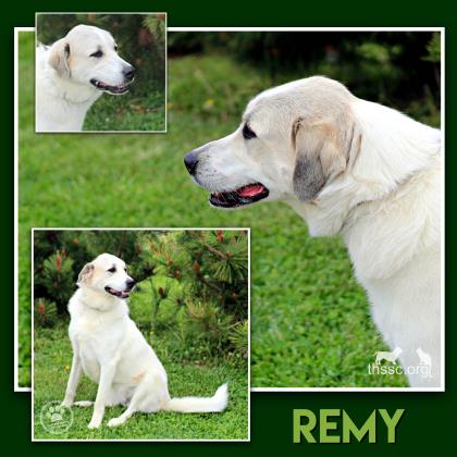 Remy