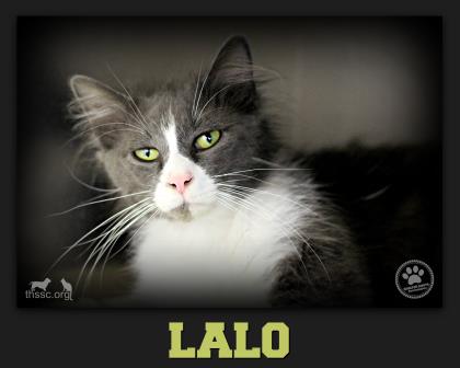 Lalo