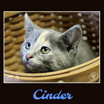 Cinder