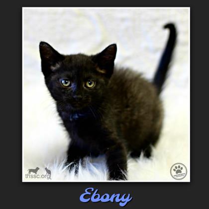 Ebony