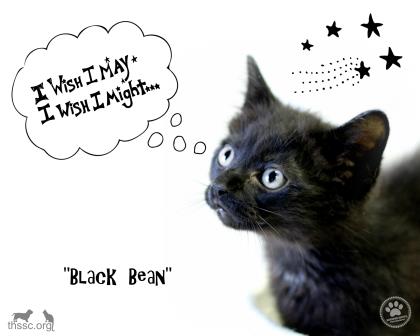 Black Bean