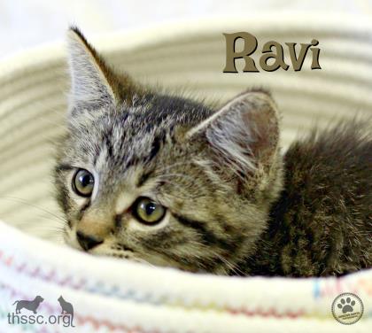 Ravi