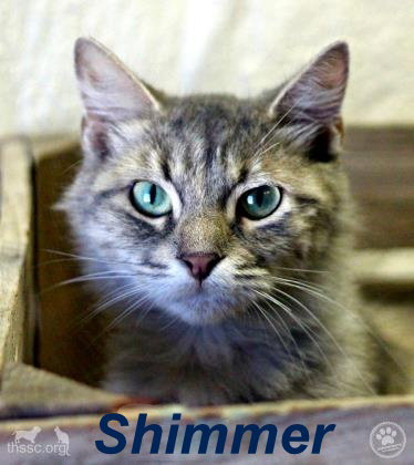 Shimmer