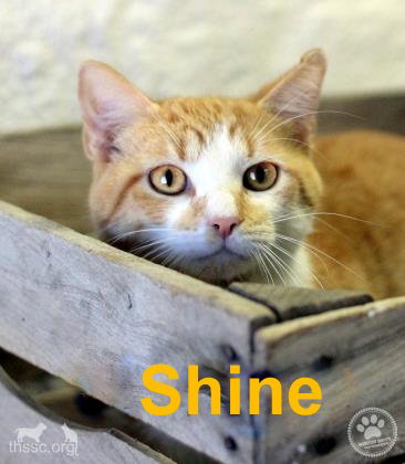 Shine