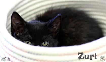 Zuri