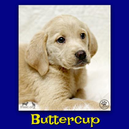 Buttercup