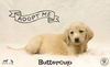 Buttercup
