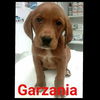 Garzania