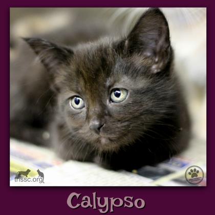 Calypso