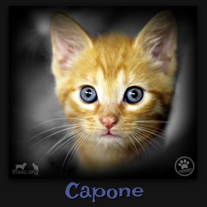 Capone