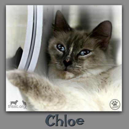 Chloe