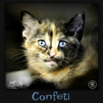 Confeti
