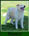 Buster