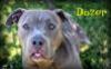 Dozer