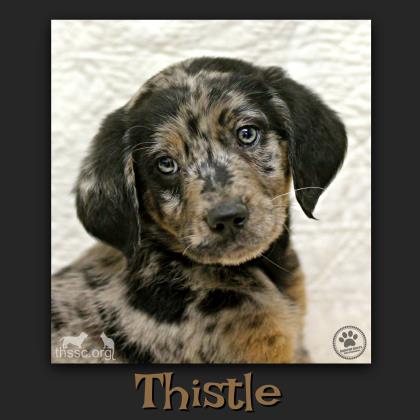 Thistle