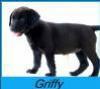 Griffy