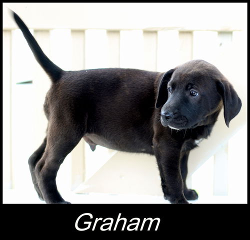 Graham