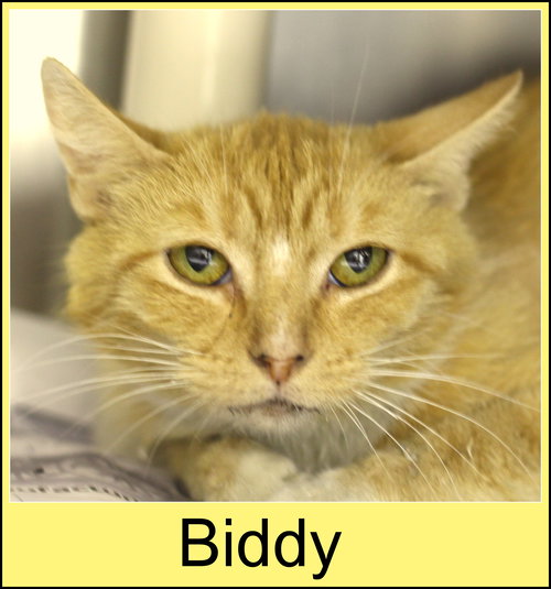 Biddy