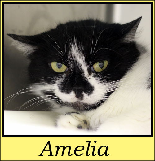 Amelia