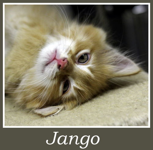Jango