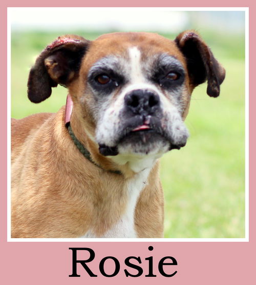 Rosie