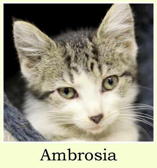 Ambrosia