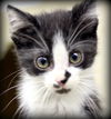 Foster