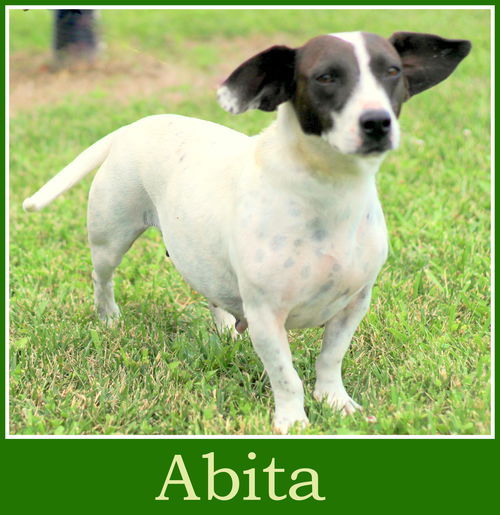 Abita