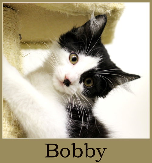 Bobby