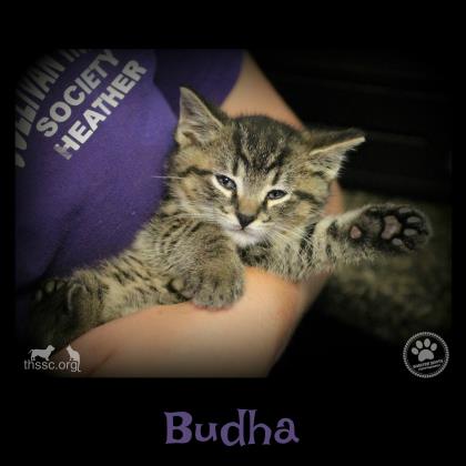Budha