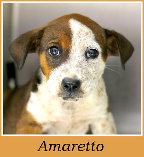 Amaretto