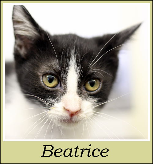 Beatrice
