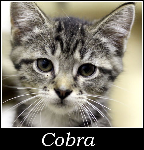 Cobra