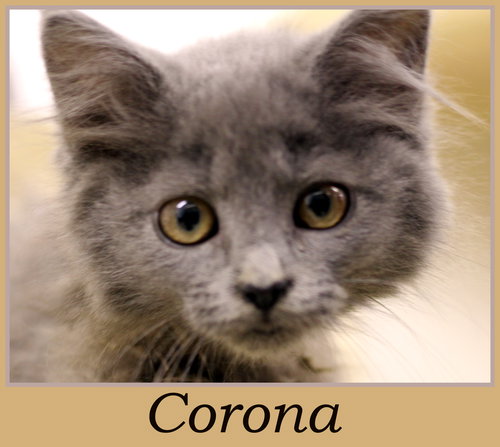 Corona