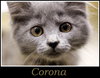 Corona