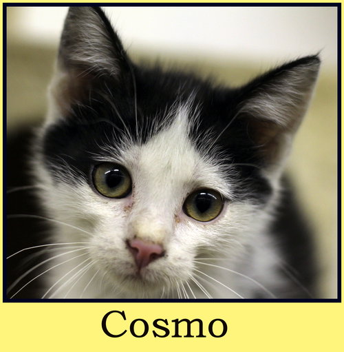 Cosmo