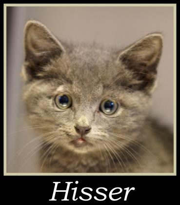 Hisser