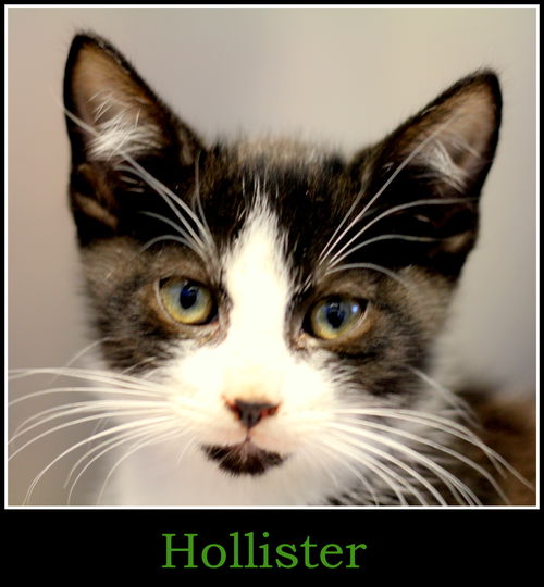 Hollister