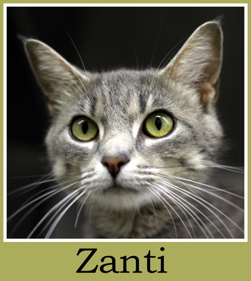 Zanti