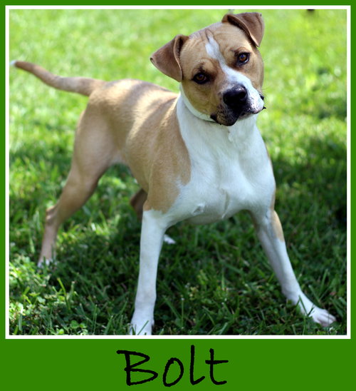 Bolt