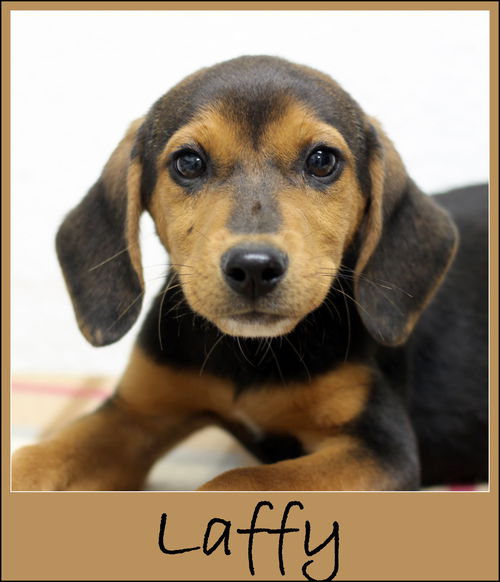 Laffy