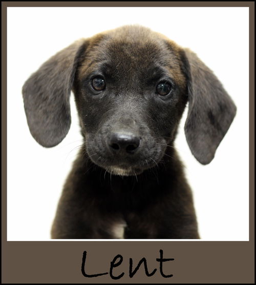 Lent